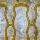 complex_design_cropped