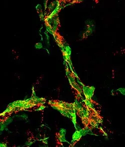 Potomac fabricates devices for biotech research