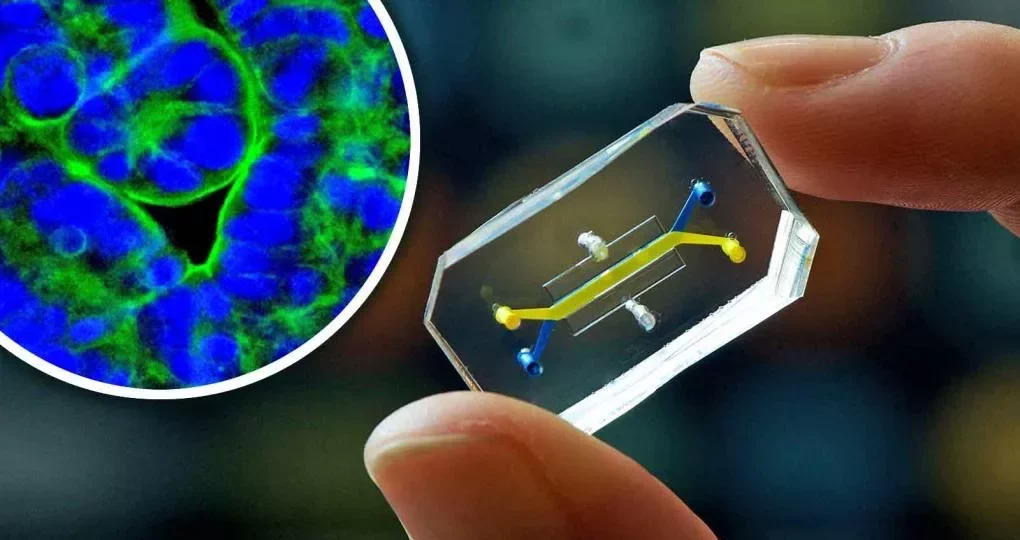 Potomac Accelerates Drug Development